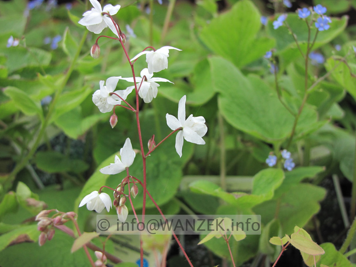 Epimedium youngianum Niveum - Bluetenmacro.JPG